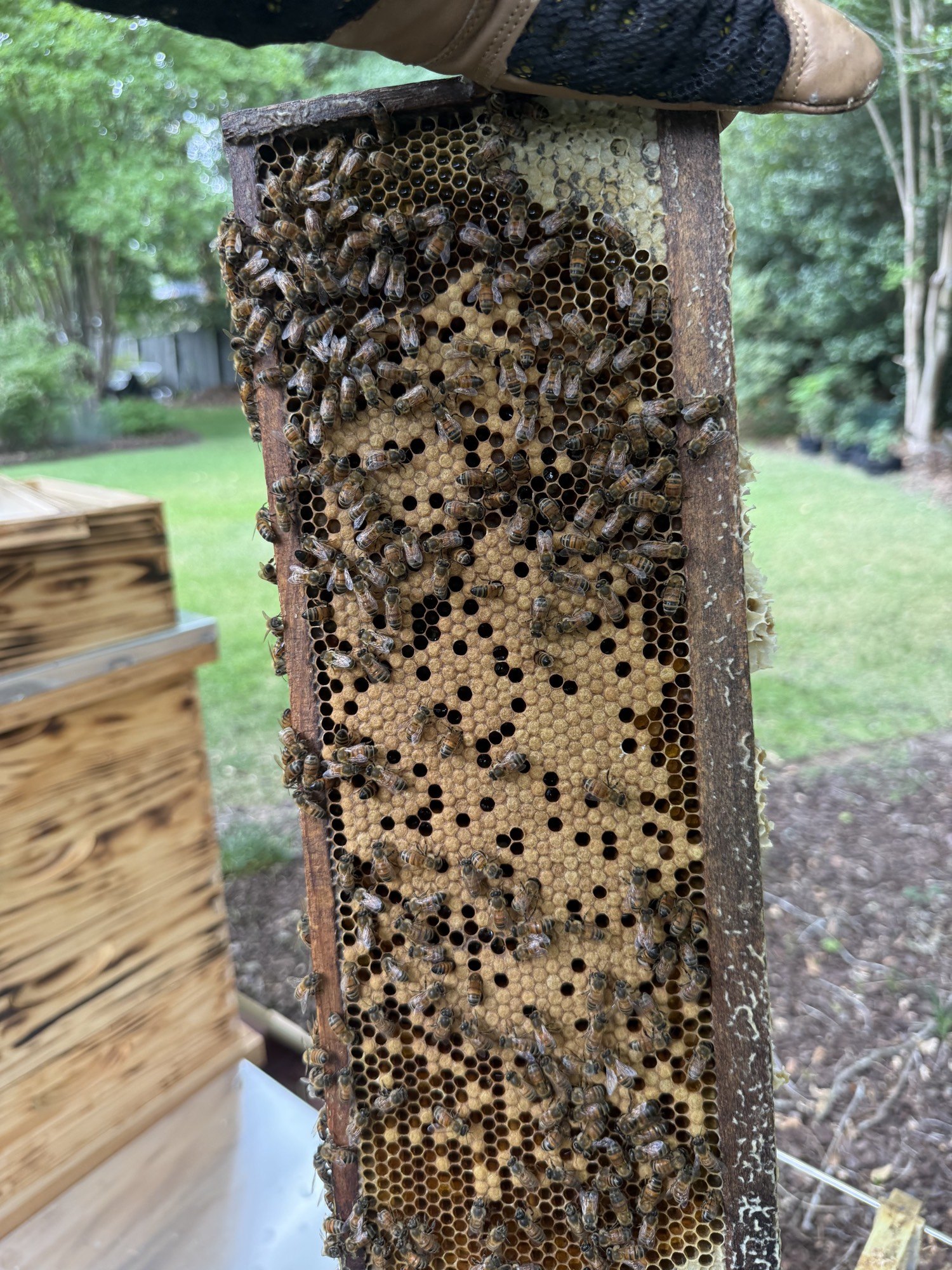 Gloved hand holding a frame of bees