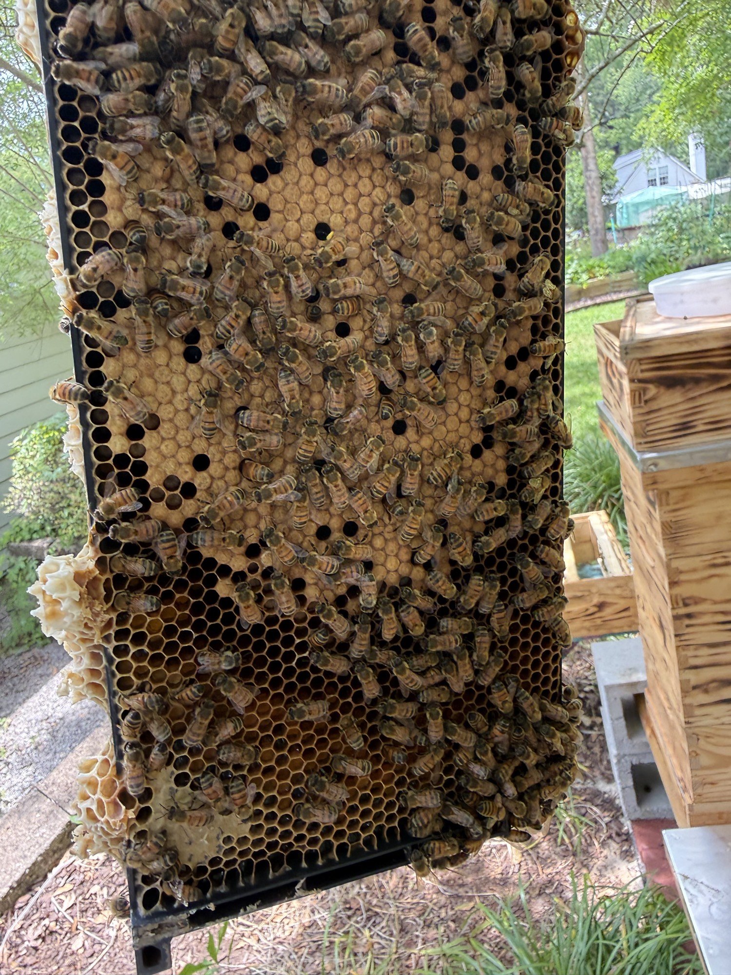 Bees covering a packed frame from the home apiary
